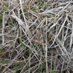 Agrotis munda (Brown Cutworm) at Braddon, ACT - 25 Aug 2024 by AmyJB