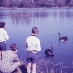 Cygnus atratus (Black Swan) at Floreat, WA - 24 Aug 1969 by MB