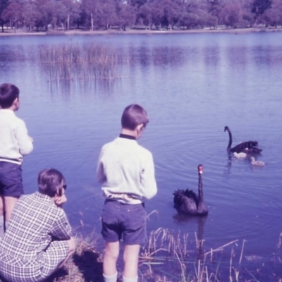 Cygnus atratus (Black Swan) at Floreat, WA - 24 Aug 1969 by MB