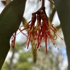 Amyema miquelii (Box Mistletoe) at Hall, ACT - 13 Aug 2024 by strigo