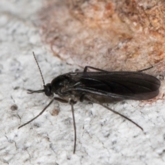 Sciaridae sp. (family) (Black fungus gnat) at Dunlop, ACT - 25 Aug 2024 by kasiaaus