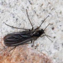 Sciaridae sp. (family) at Dunlop, ACT - 25 Aug 2024