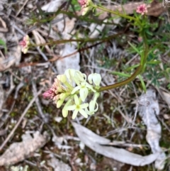 Stackhousia monogyna (Creamy Candles) at Hall, ACT - 19 Aug 2024 by strigo