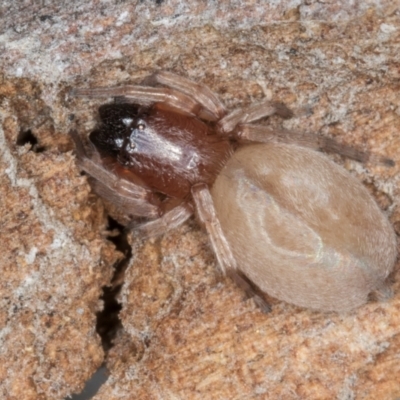 Gnaphosidae (family) at Dunlop, ACT - 25 Aug 2024 by kasiaaus