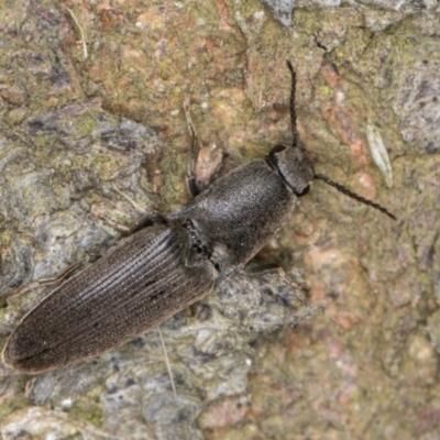 Unidentified Click beetle (Elateridae) at Dunlop, ACT - 25 Aug 2024 by kasiaaus