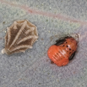 Spondyliaspis plicatuloides at Dunlop, ACT - 25 Aug 2024 11:39 AM