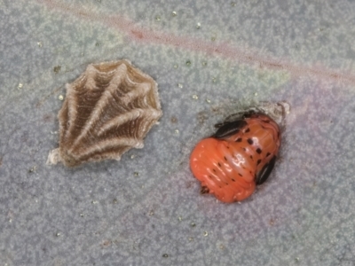 Spondyliaspis plicatuloides (Shell Lerps) at Dunlop, ACT - 25 Aug 2024 by kasiaaus