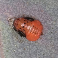 Spondyliaspis plicatuloides at Dunlop, ACT - 25 Aug 2024 11:39 AM