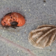 Spondyliaspis plicatuloides at Dunlop, ACT - 25 Aug 2024 11:39 AM