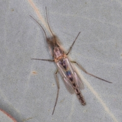 Chironomidae (family) (Non-biting Midge) at Dunlop, ACT - 25 Aug 2024 by kasiaaus