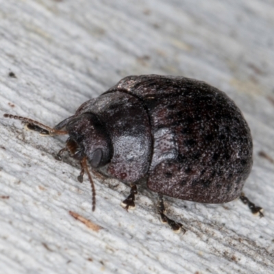 Trachymela sp. (genus) (Brown button beetle) at Macgregor, ACT - 25 Aug 2024 by kasiaaus