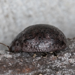 Trachymela sp. (genus) at Macgregor, ACT - 25 Aug 2024 11:52 AM