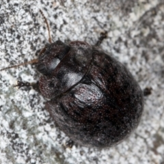 Trachymela sp. (genus) at Macgregor, ACT - 25 Aug 2024 11:52 AM