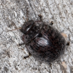 Trachymela sp. (genus) at Macgregor, ACT - 25 Aug 2024