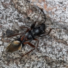 Daerlac cephalotes (Ant Mimicking Seedbug) at Macgregor, ACT - 25 Aug 2024 by kasiaaus