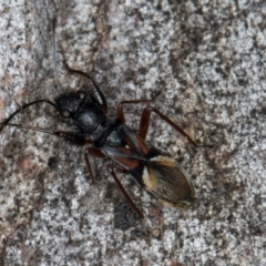 Daerlac cephalotes at Macgregor, ACT - 25 Aug 2024 11:54 AM