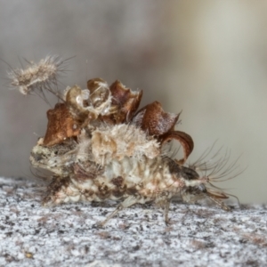 Chrysopidae (family) at Macgregor, ACT - 25 Aug 2024 11:55 AM