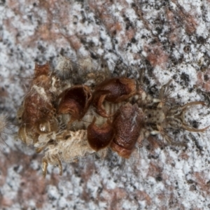 Chrysopidae (family) at Macgregor, ACT - 25 Aug 2024 11:55 AM