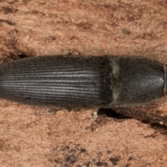 Unidentified Click beetle (Elateridae) at Dunlop, ACT - 25 Aug 2024 by kasiaaus