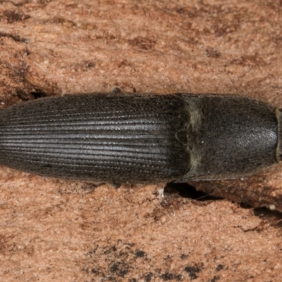 Unidentified Click beetle (Elateridae) at Dunlop, ACT - 25 Aug 2024 by kasiaaus