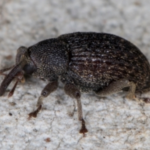 Melanterius maculatus at Dunlop, ACT - 25 Aug 2024 12:31 PM