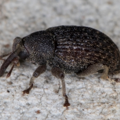 Melanterius maculatus (Acacia Seed Weevil) at Dunlop, ACT - 25 Aug 2024 by kasiaaus