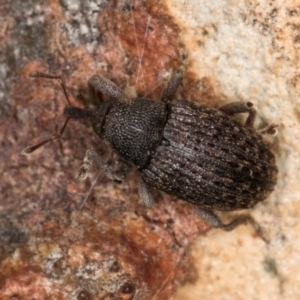 Melanterius maculatus at Dunlop, ACT - 25 Aug 2024 12:31 PM