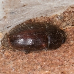 Unidentified Beetle (Coleoptera) at Dunlop, ACT - 25 Aug 2024 by kasiaaus