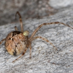 Cryptachaea veruculata at Dunlop, ACT - 25 Aug 2024 12:36 PM