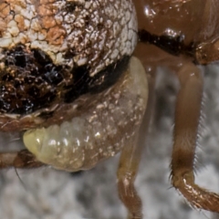 Diptera endoparasites (Fly internal parasites of invertebrates) at Dunlop, ACT - 25 Aug 2024 by kasiaaus