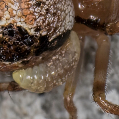 Diptera endoparasites (Fly internal parasites of invertebrates) at Dunlop, ACT - 25 Aug 2024 by kasiaaus