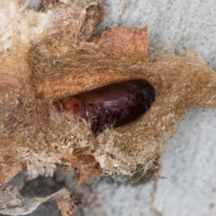 Lepidoptera unclassified IMMATURE (caterpillar or pupa or cocoon) at Dunlop, ACT - 25 Aug 2024 by kasiaaus