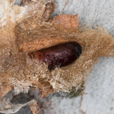 Lepidoptera unclassified IMMATURE (caterpillar or pupa or cocoon) at Dunlop, ACT - 4 Jun 2025 by kasiaaus