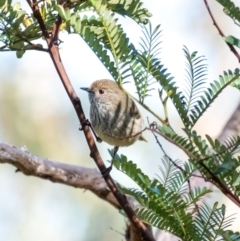 Acanthiza pusilla (Brown Thornbill) at Bundanoon, NSW - 24 Aug 2024 by Aussiegall