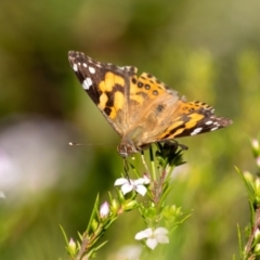 Vanessa kershawi (Australian Painted Lady) at Penrose, NSW - 24 Aug 2024 by Aussiegall