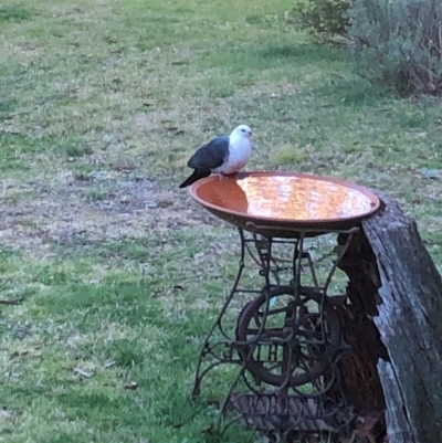 Columba leucomela (White-headed Pigeon) at Katoomba, NSW - 24 Aug 2024 by Perrine