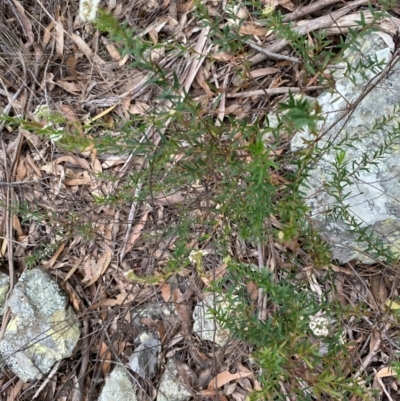 Platysace lanceolata (Shrubby Platysace) at Coolagolite, NSW - 25 Aug 2024 by timharmony
