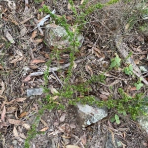 Leucopogon juniperinus at Coolagolite, NSW - 25 Aug 2024 04:28 PM