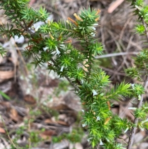 Leucopogon juniperinus at Coolagolite, NSW - 25 Aug 2024 04:28 PM