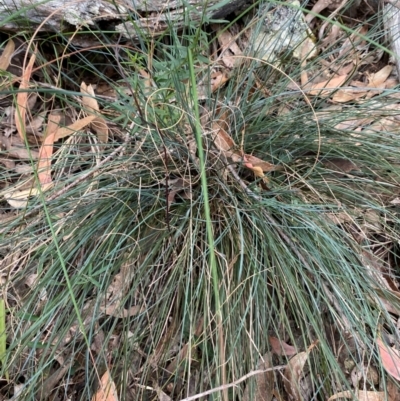 Lomandra confertifolia (Matrush) at Coolagolite, NSW - 25 Aug 2024 by timharmony