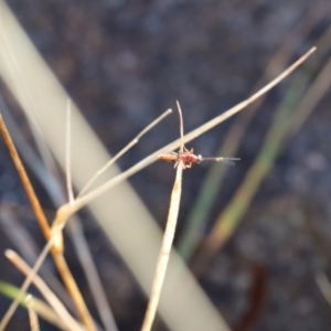 Ichneumonoidea (Superfamily) at Lyons, ACT - 26 Aug 2024