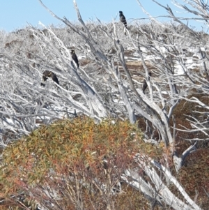 Zanda funerea at Smiggin Holes, NSW - 19 Aug 2024