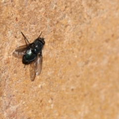 Onesia sp. (genus) (A blow fly) at Lyons, ACT - 26 Aug 2024 by ran452