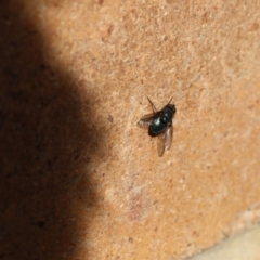 Onesia sp. (genus) at Lyons, ACT - 26 Aug 2024