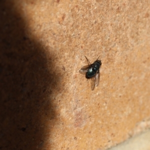 Onesia sp. (genus) at Lyons, ACT - 26 Aug 2024