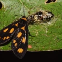 Asura cervicalis (Spotted Lichen Moth) at Sheldon, QLD - 24 Aug 2024 by PJH123