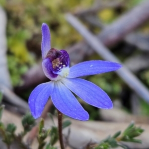 Cyanicula caerulea at Denman Prospect, ACT - 26 Aug 2024