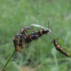 Chauliognathus lugubris (Plague Soldier Beetle) at Conder, ACT - 13 Jan 2024 by MichaelBedingfield