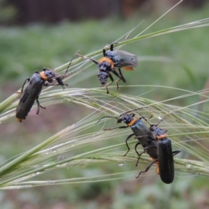 Chauliognathus lugubris at Conder, ACT - 13 Jan 2024