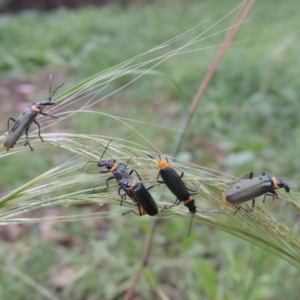 Chauliognathus lugubris at Conder, ACT - 13 Jan 2024